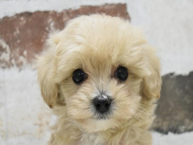 熊本県のハーフ犬 (ペッツワン熊本宇土店/2024年4月3日生まれ/男の子/クリーム)の子犬